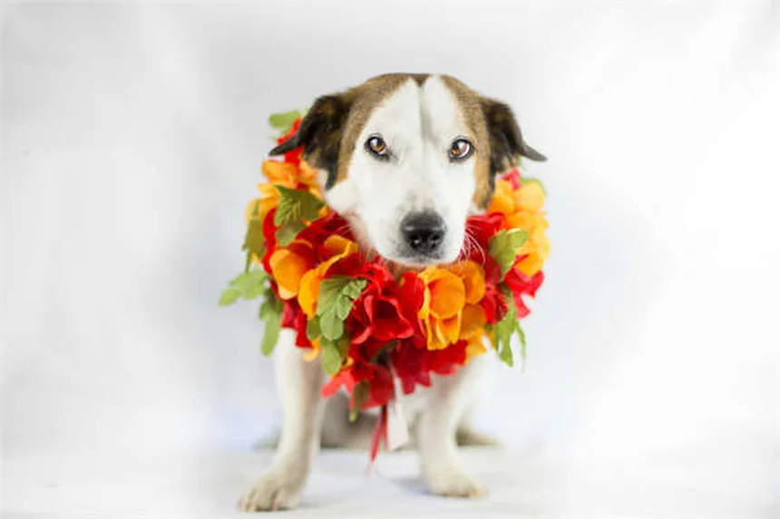 6 Essential Pet Medication Storage Tips to Keep Your Pets Safe