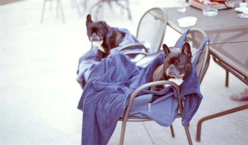 5 Essential Dog Beach Safety Tips Every Pet Owner Needs