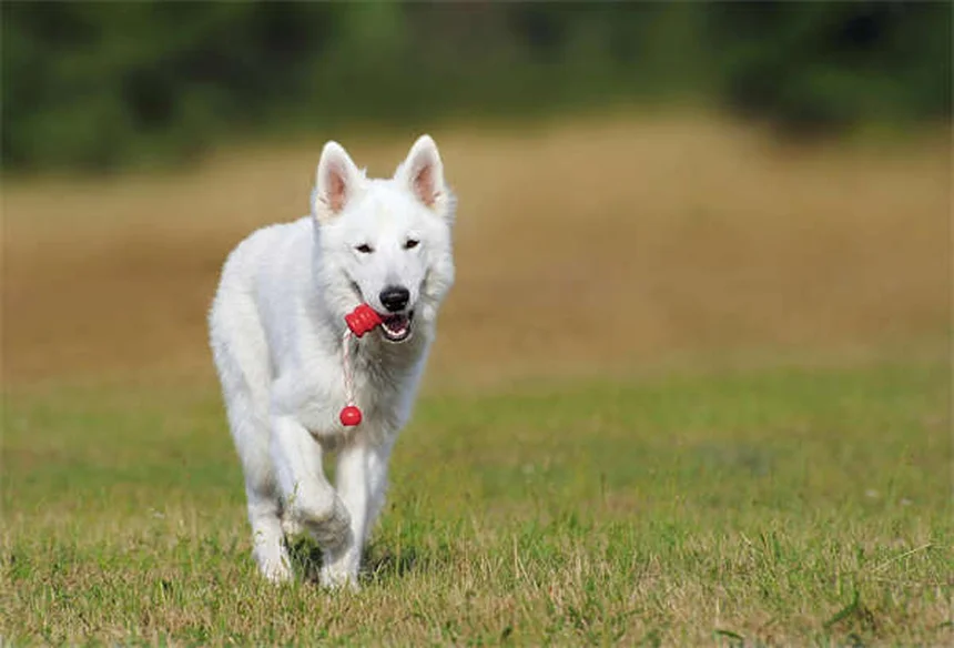 Pet-Related Fall Injuries: 5 Prevention Tips You Need Now